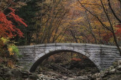 Arch bridge in forest during autumn