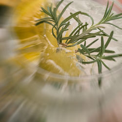 Close-up of yellow flowering plant