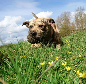 Close-up of dog with dirty ball in mouth