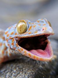 Close-up of a lizard