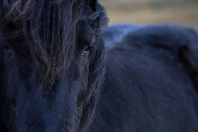 Closeup of a black icelandic horse in spring