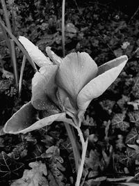 Close-up of raindrops on flowering plant