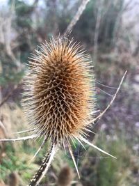 Close-up of spiked