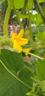 Close-up of yellow flowering plant