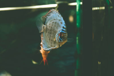 Close-up of fish swimming in sea