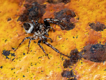 Close-up of spider