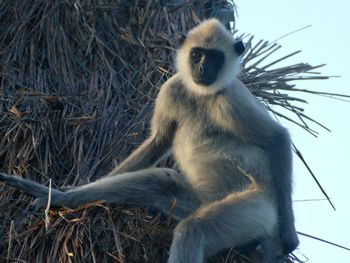Monkey sitting on tree