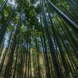 Full frame low angle view in a lush bamboo grove forest