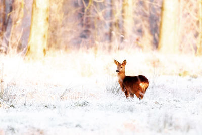 Fox walking on snow covered field