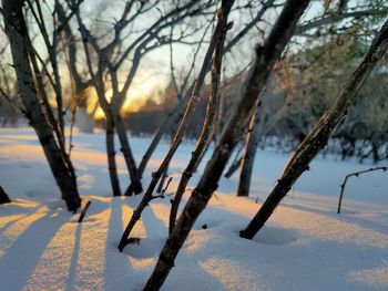 Low angle view of bare tree against sky during sunset