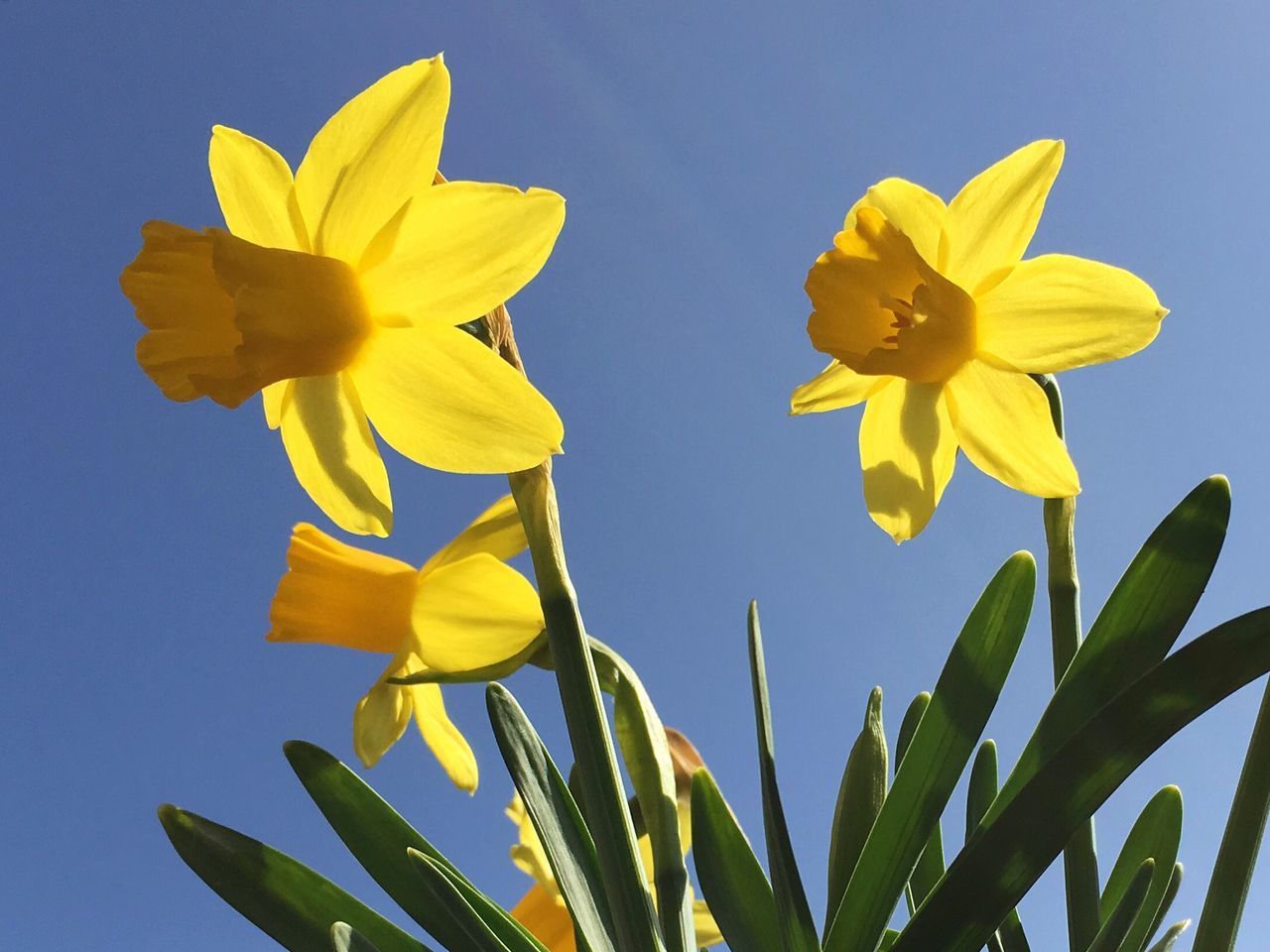 LOW ANGLE VIEW OF YELLOW DAFFODIL AGAINST SKY