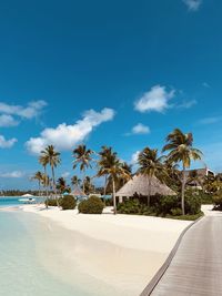 Palm trees on beach against sky