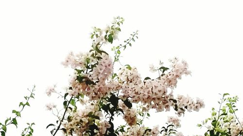 Close-up of flower tree against sky