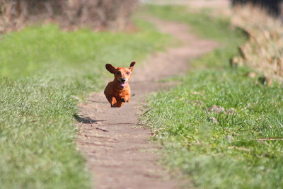 Dog running on field