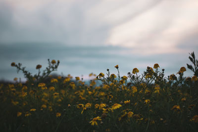 Close-up of yellow flowering plants on field against sky