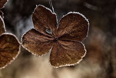Close-up of dry leaf during winter
