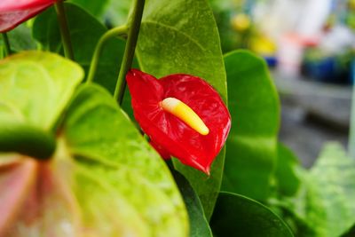 Close-up of red flower
