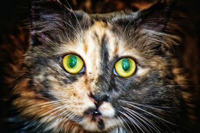 Close-up portrait of cat
