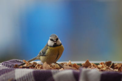 Close-up of songbird 