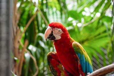 Close-up of the red parrot