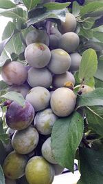 Close-up of fruits growing on tree