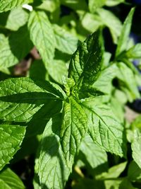 Close-up of green leaves