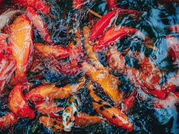 High angle view of koi carps swimming in sea