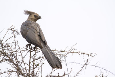 Low angle view of bird perching on branch against sky