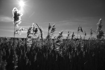 Scenic view of field against sky during sunset