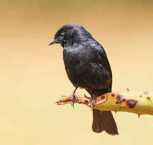 Close-up of bird perching against clear sky