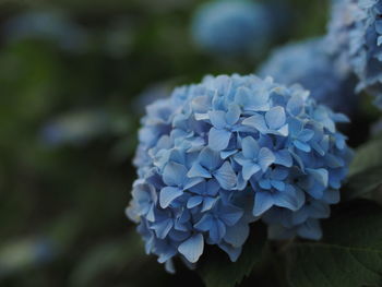 Close-up of purple hydrangea flowers in park