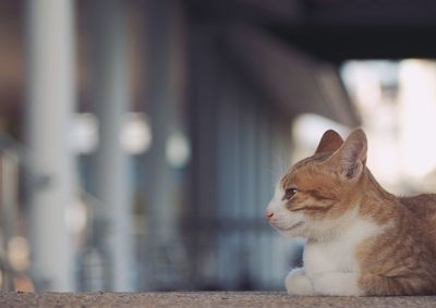 Close-up of a cat looking away