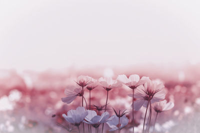 Close-up of pink cherry blossoms against sky