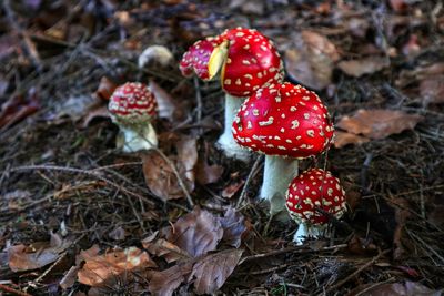 Close-up of fly agaric mushroom on field