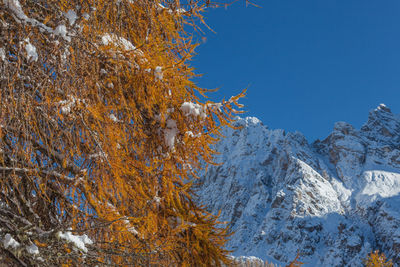 Larch tree and in the background snow-capped dolomite mountain