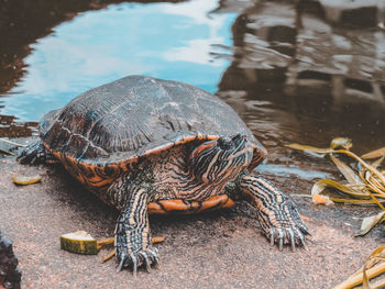 Close-up of tortoise in lake