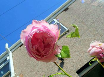 Close-up of pink roses blooming against sky