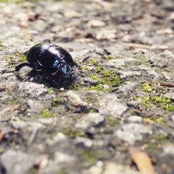 Close-up of insect on ground