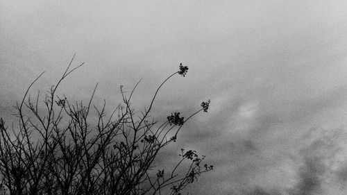 Low angle view of trees against sky