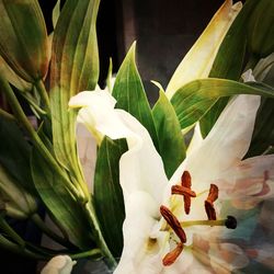 Close-up of white flowering plant