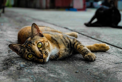 Cat lying on street