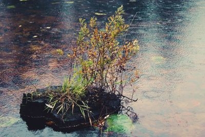 High angle view of plants by lake
