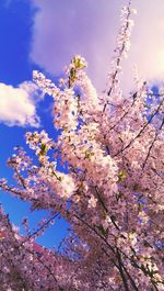 Low angle view of cherry blossom tree