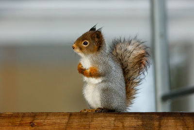 Close-up of squirrel on wood