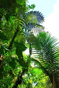 Low angle view of palm trees