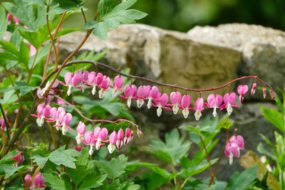 Bleeding heart flower