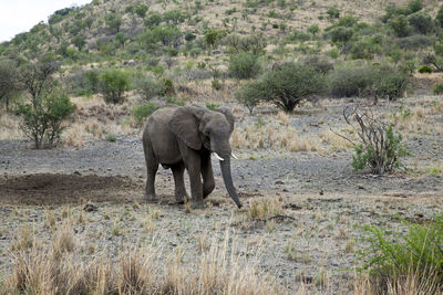 Elephant walking in a field