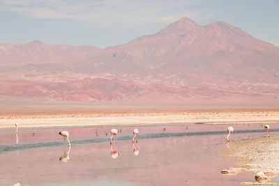 Chile atacama scenic view of sea against mountains with flamingos