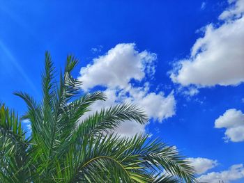 Low angle view of palm tree against blue sky