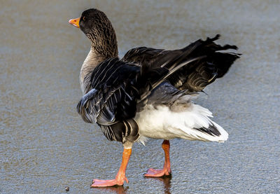 Aquatic bird tries to keep its balance on an iced in pond